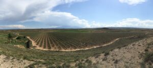 Imagen panorámica de los olivos de Urzante.